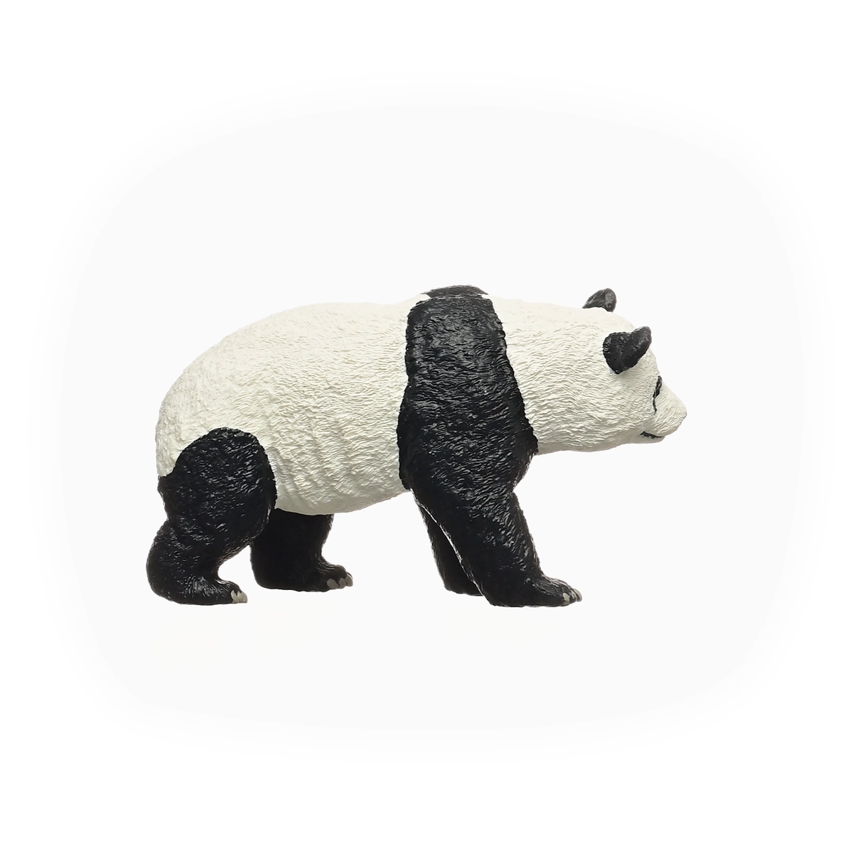 Giant Panda