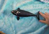 North Atlantic Right Whale