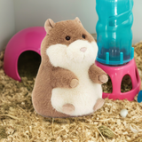 Gordy Guinea Pig