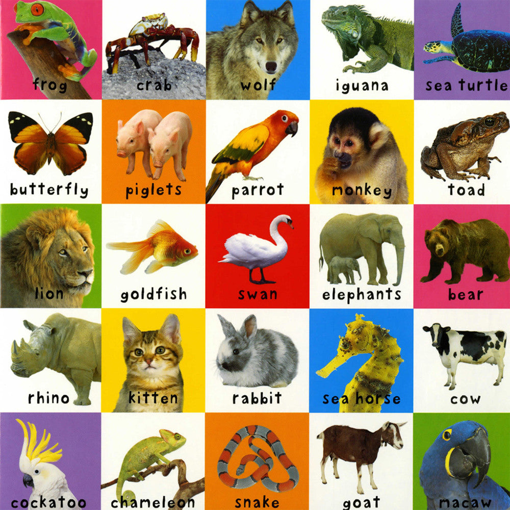 Lift-The-Tab Animals - Tadpole