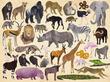 Crocodile Creek Thirty Six Animals 300pc - Tadpole