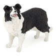 Dog - Border Collie - Tadpole