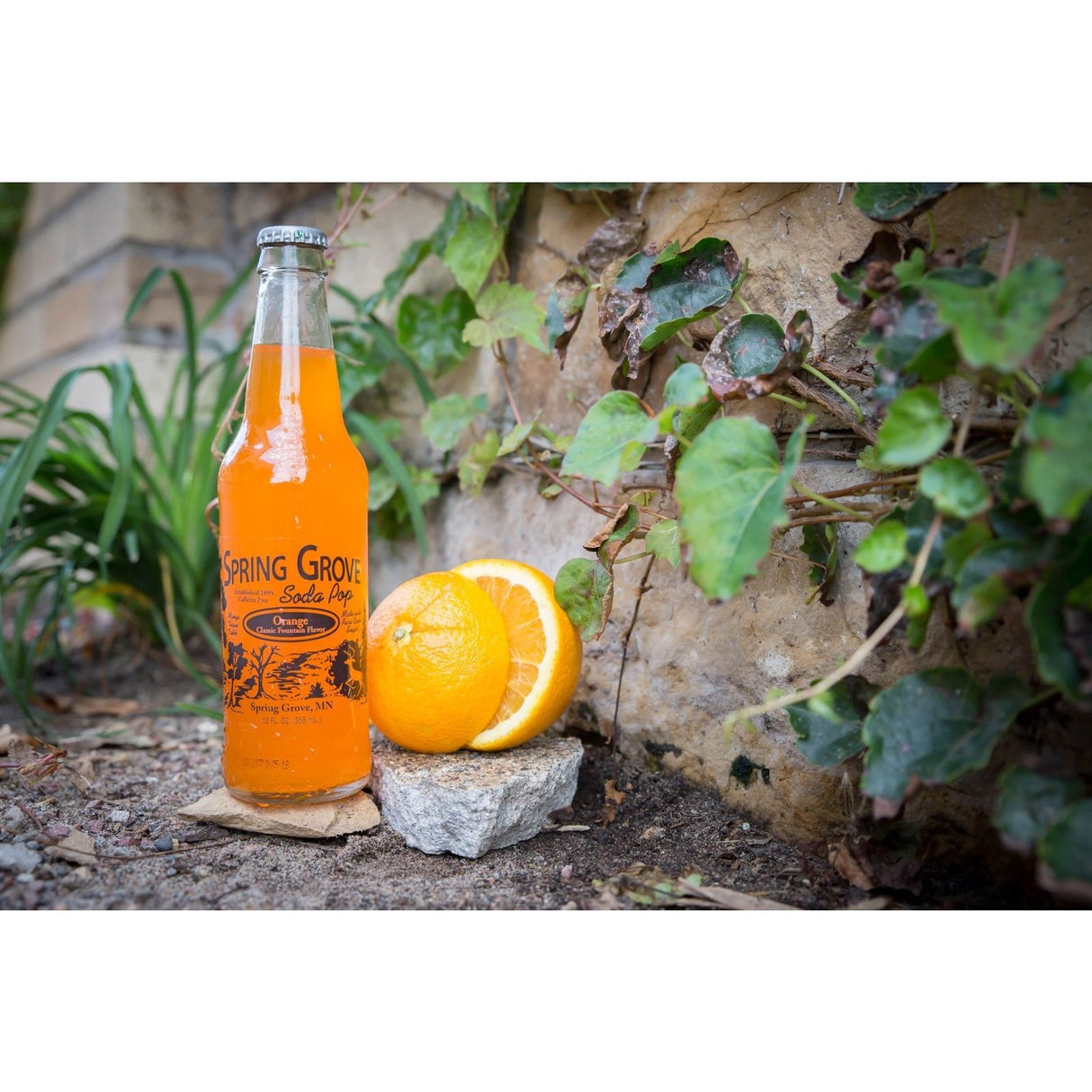 Orange Spring Grove Soda Pop - Tadpole