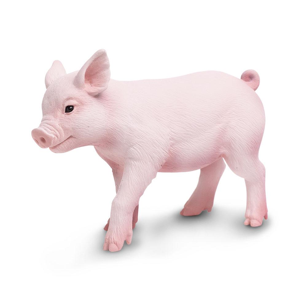 Piglet - Tadpole