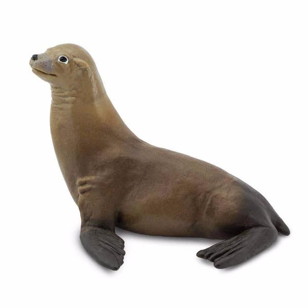 Sea Lion - Tadpole