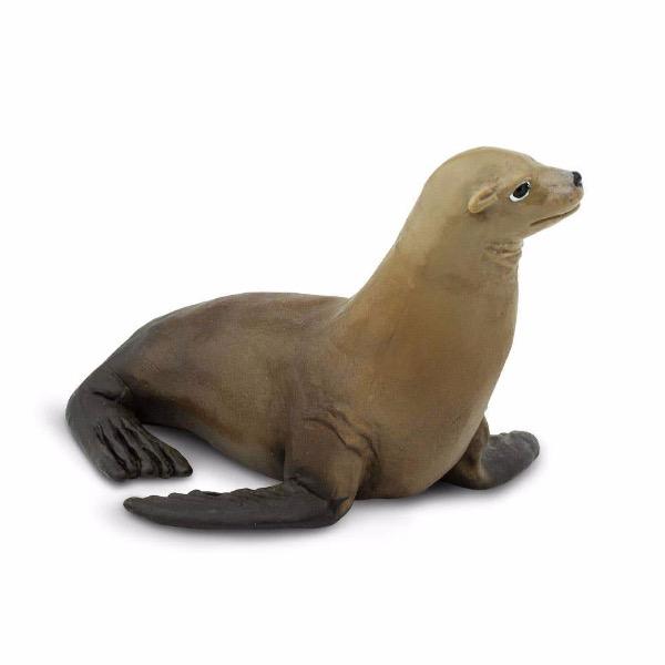 Sea Lion - Tadpole