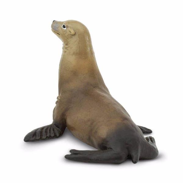 Sea Lion - Tadpole
