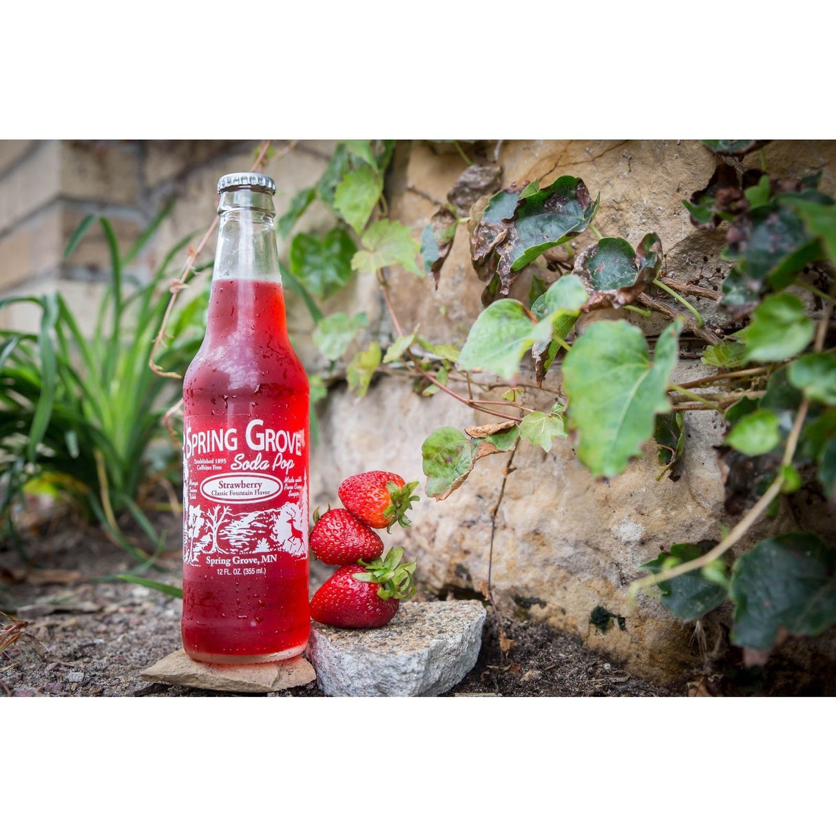 Strawberry Spring Grove Soda Pop - Tadpole